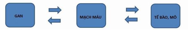 mau-nhiem-mo1